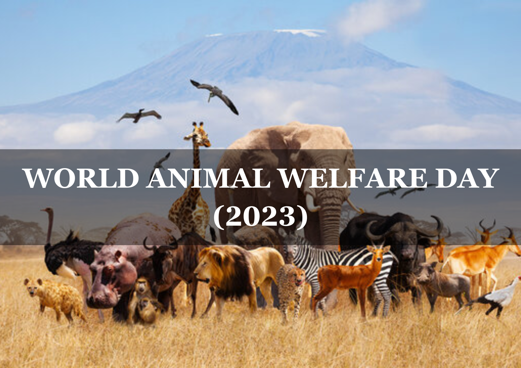  World Animal Welfare Day (2023)