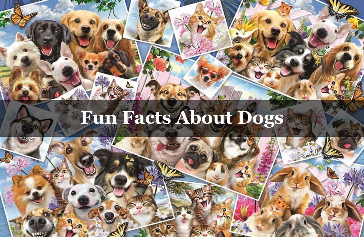 Fun Facts About Dogs