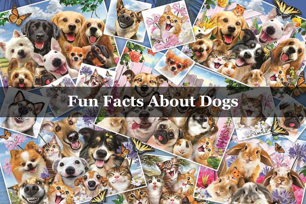  Fun Facts About Dogs