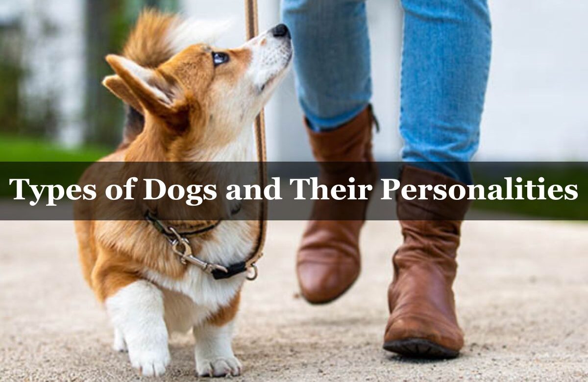 Types of Dogs and Their Personalities