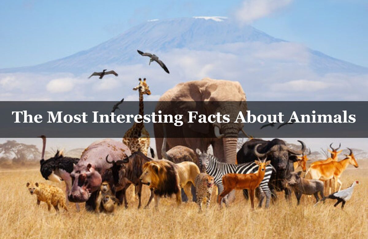 The Most Interesting Facts About Animals