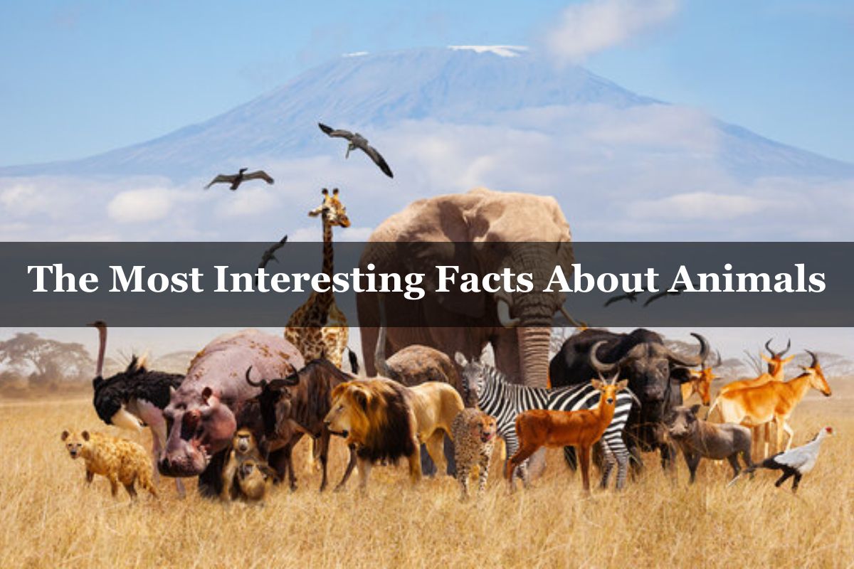  The Most Interesting Facts About Animals